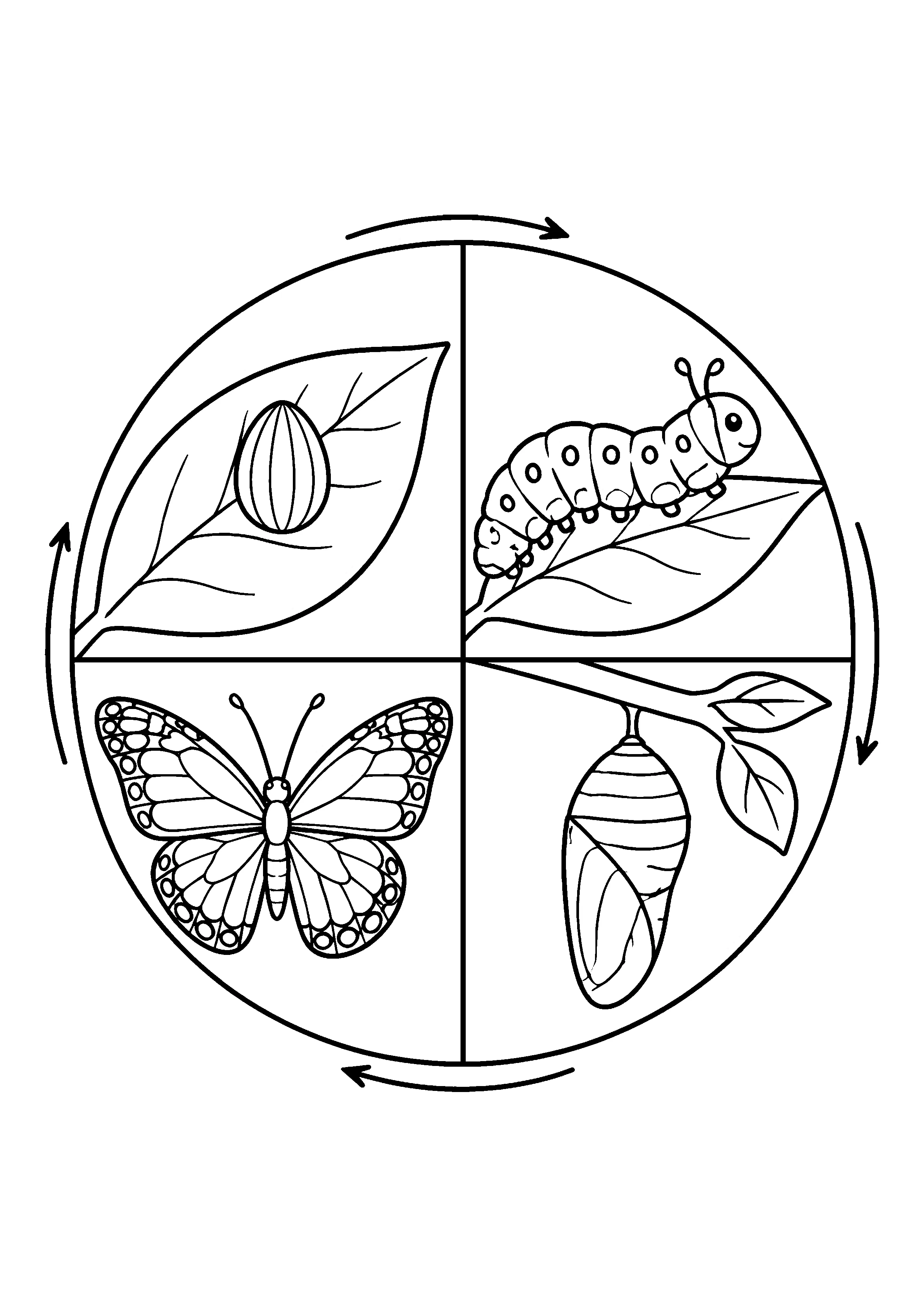 Butterfly life cycle circle coloring page, printable line art
