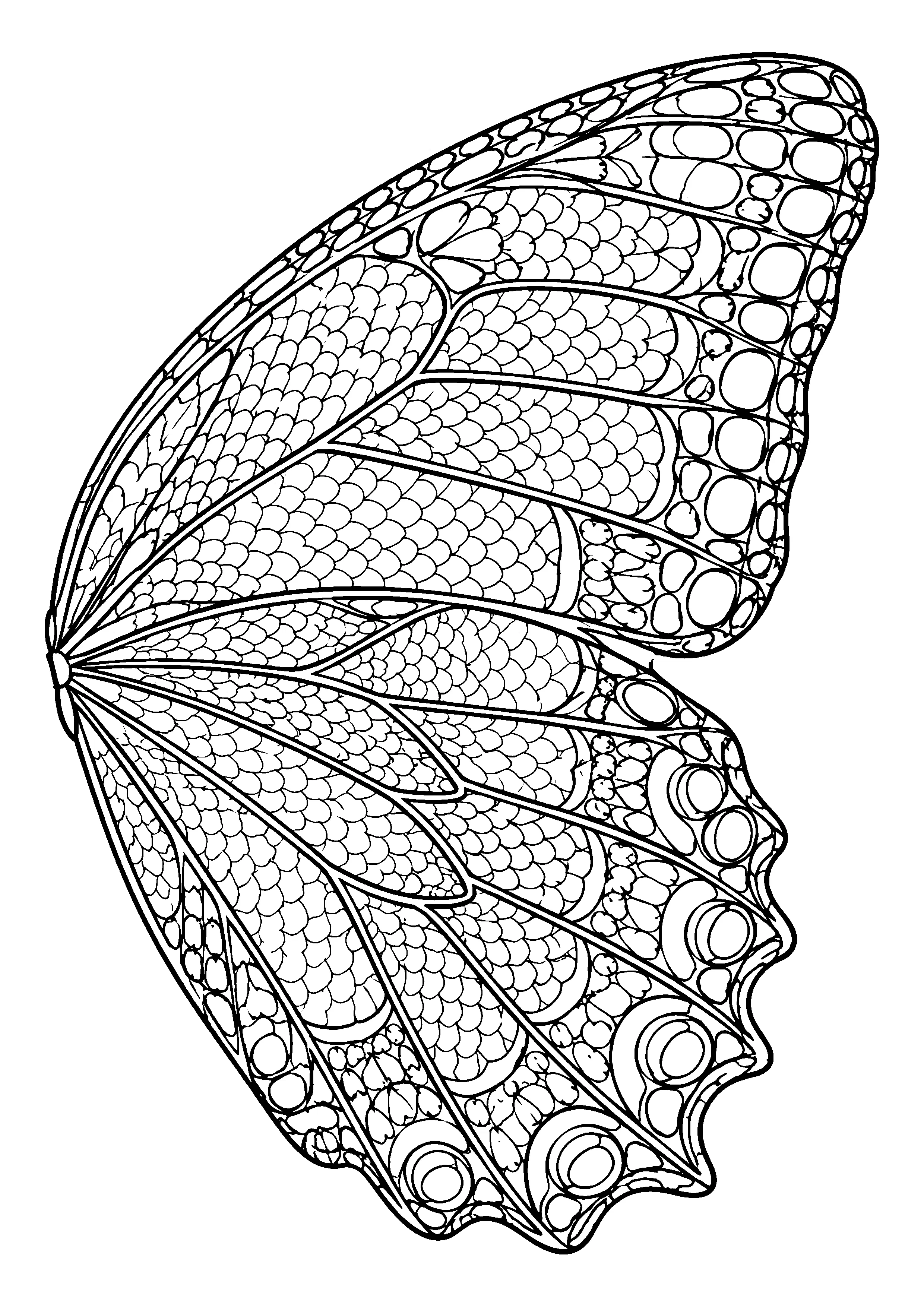 Single butterfly wing in close-up coloring page, printable line art