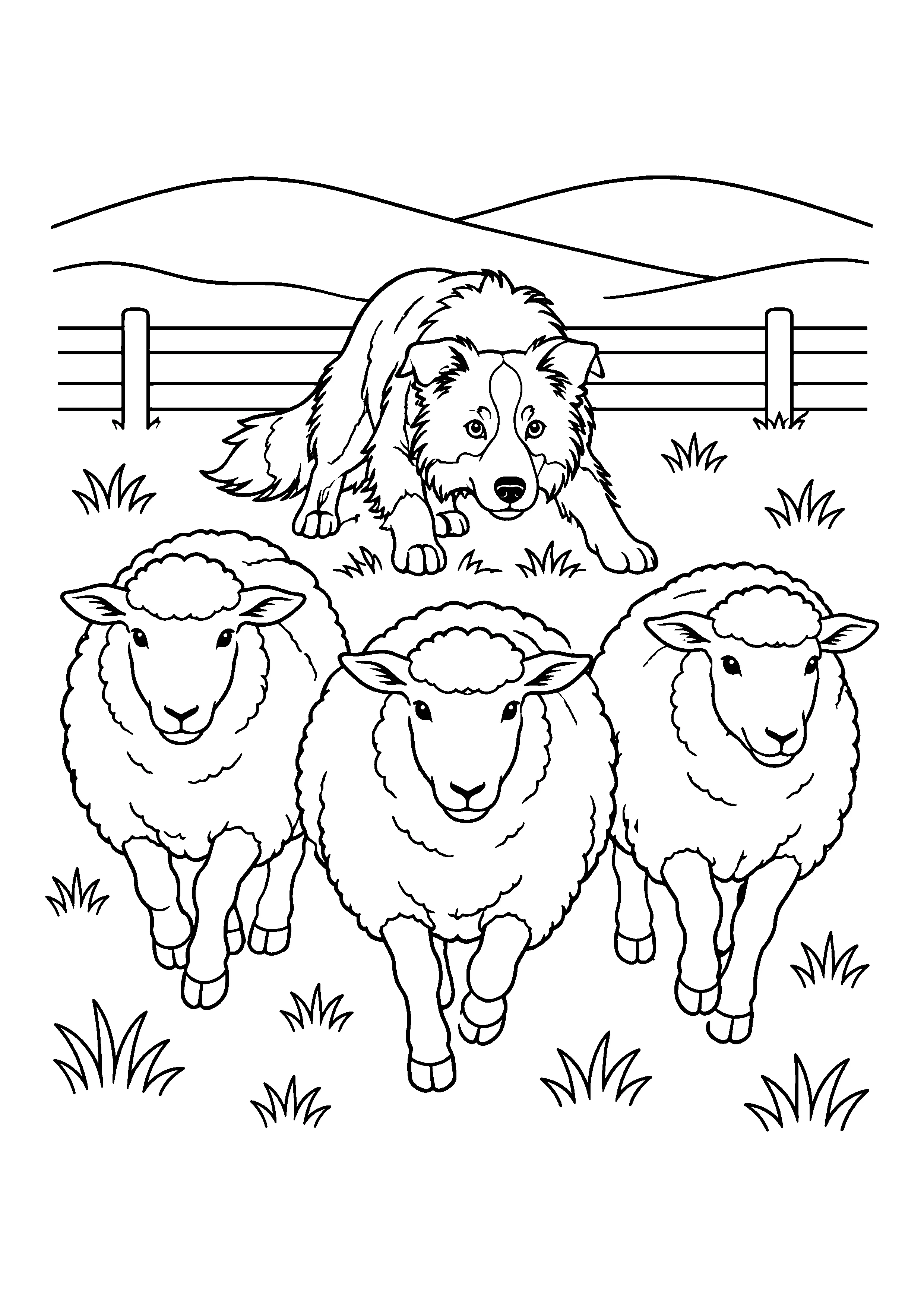 Border collie herding three sheep coloring page, printable line art