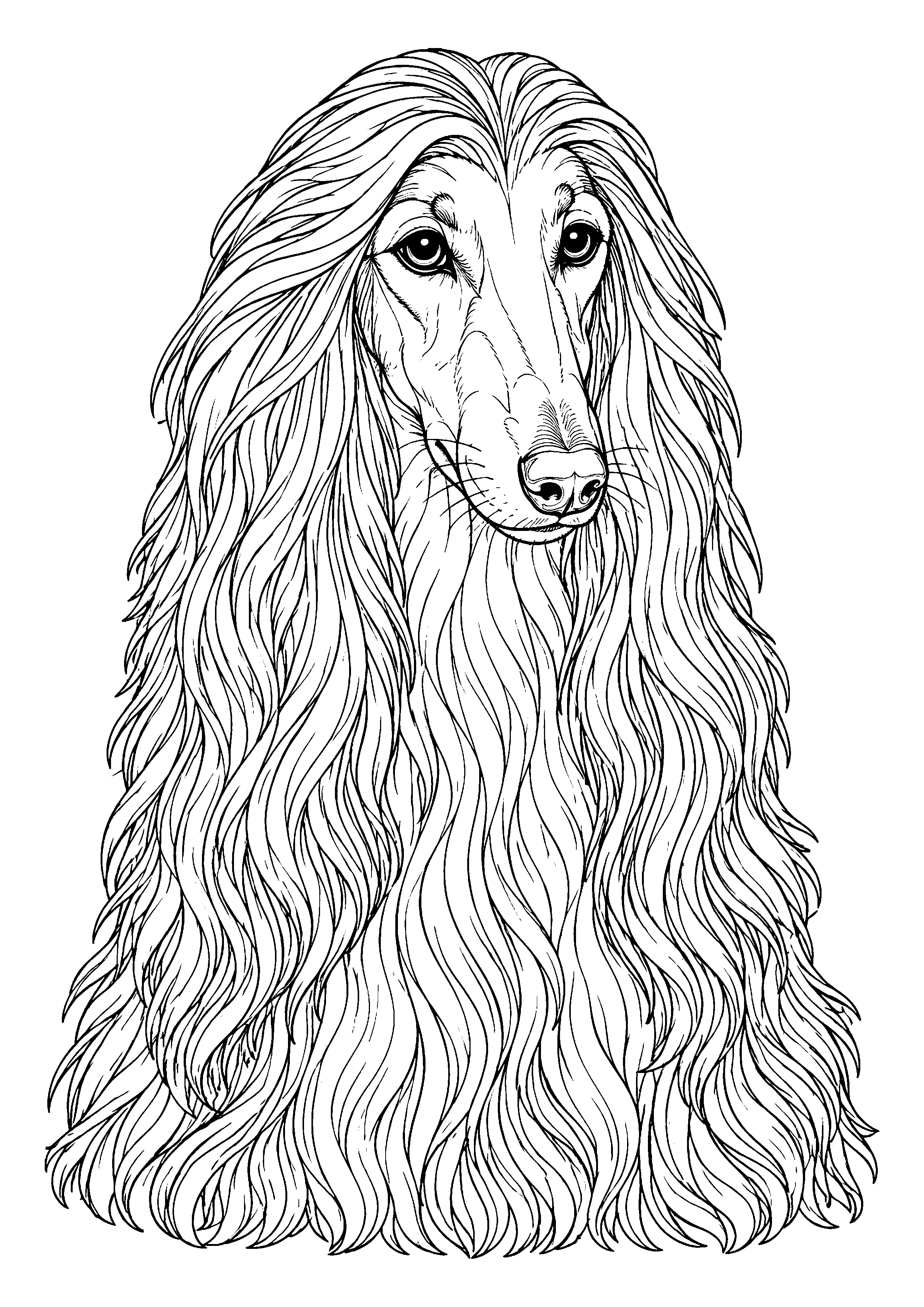 Afghan hound portrait with long coat coloring page, printable line art