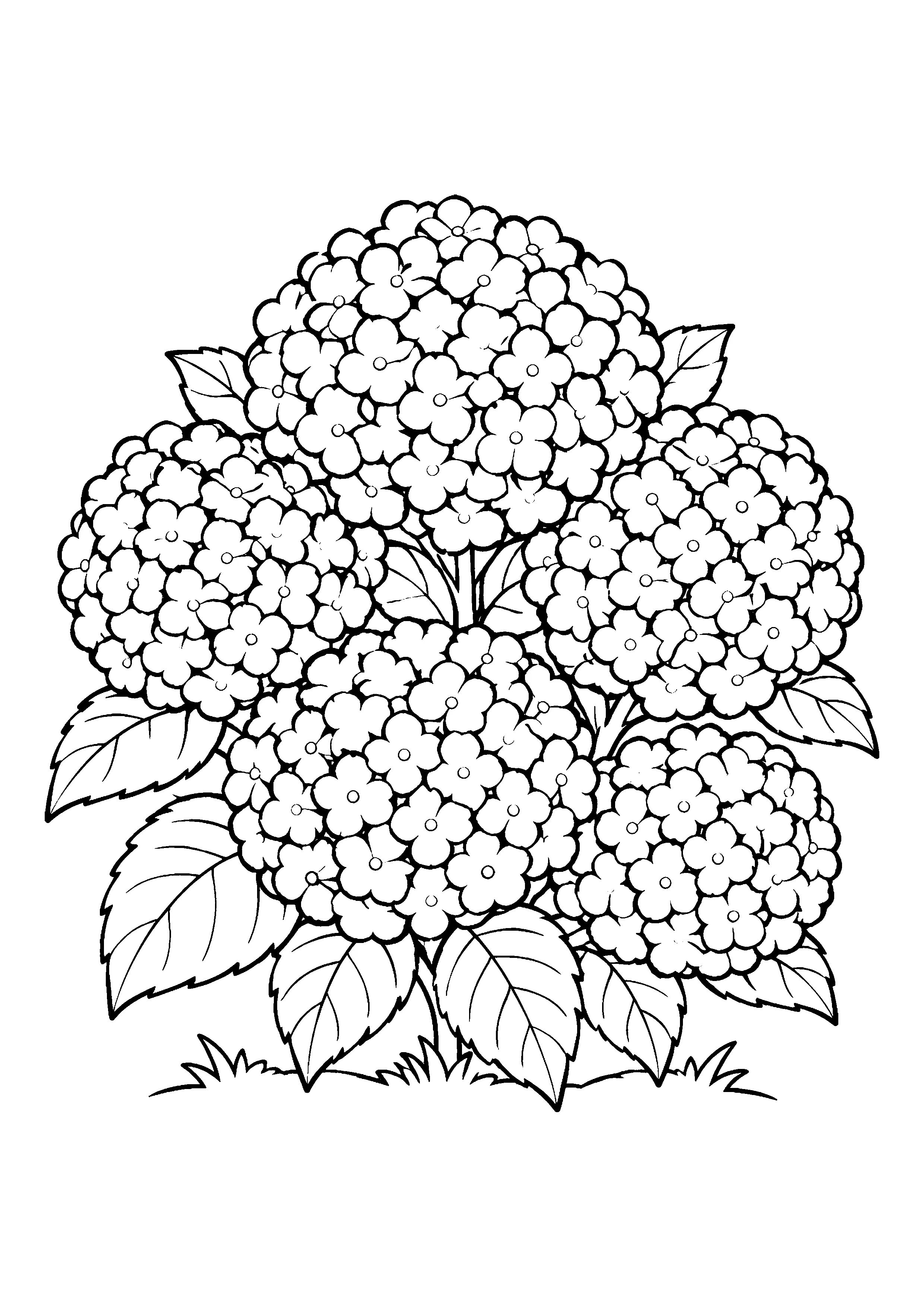 Hydrangea bush with leaves coloring page, printable line art