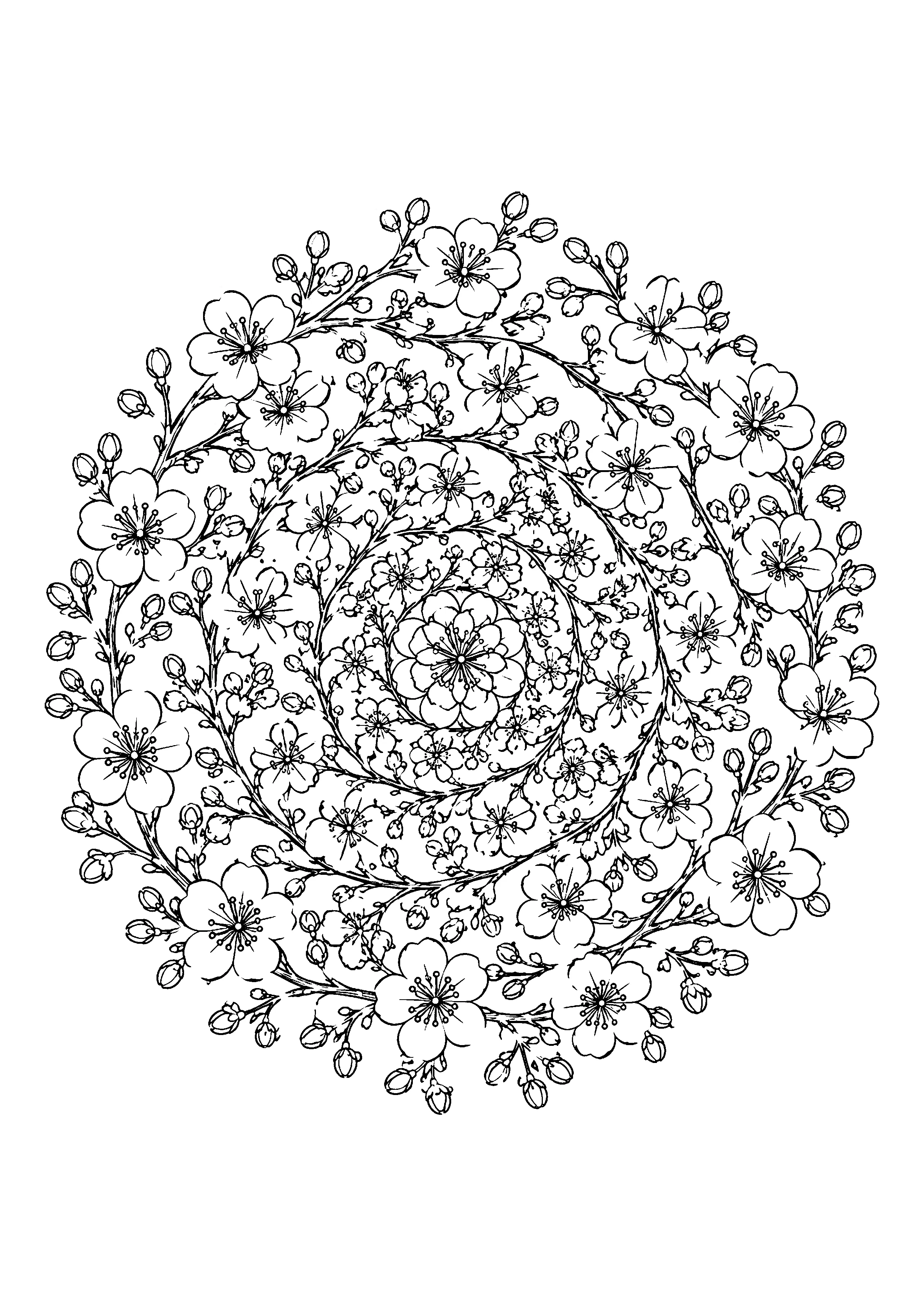 Cherry blossom mandala coloring page, printable line art