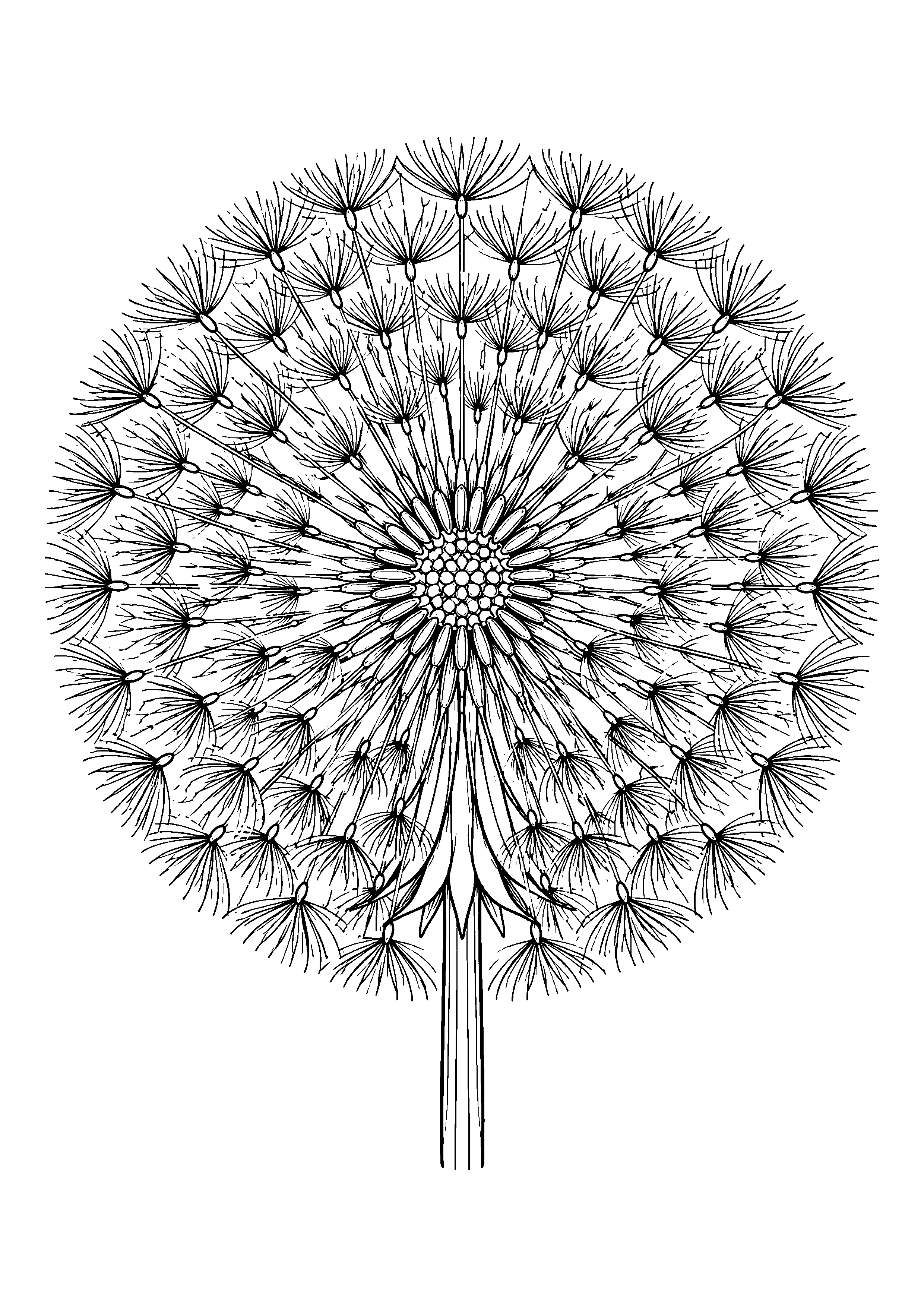 Dandelion seed head mandala coloring page, printable line art